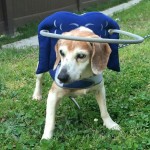 Magoo Blind Beagle Halo