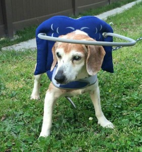 Magoo Blind Beagle Halo