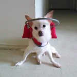 Moe Joe Blind Chihuahua Halo