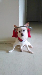Moe Joe Blind Chihuahua Halo