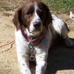 Sixx Blind Brittany Spaniel Halo