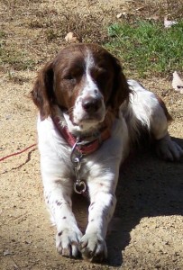 Sixx Blind Brittany Spaniel Halo
