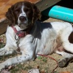 Sixx Blind Brittany Spaniel Halo