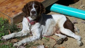 Sixx Blind Brittany Spaniel Halo