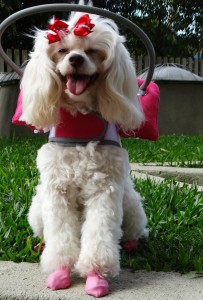 Tina Angel Blind Poodle Halo