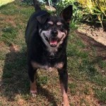 Winston Blind Chihuahua Halo