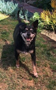Winston Blind Chihuahua Halo
