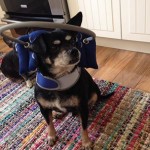 Winston Blind Chihuahua Halo