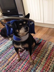 Winston Blind Chihuahua Halo