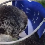 Boomer Blind Poodle Halo