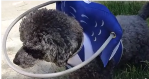 Boomer Blind Poodle Halo