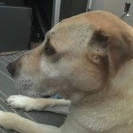 Belinda Blind Lab Halo
