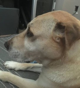 Belinda Blind Lab Halo
