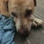 Belinda Blind Lab Halo