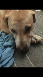Belinda Blind Lab Halo