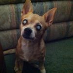 Bobo Blind Chihuahua Halo