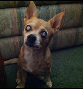 Bobo Blind Chihuahua Halo