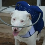 Duke Blind Assie Halo