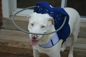 Duke Blind Assie Halo