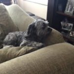 Jack Blind Terrier Halo