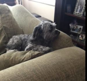 Jack Blind Terrier Halo