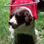 Sixx Blind Brittany Spaniel Halo