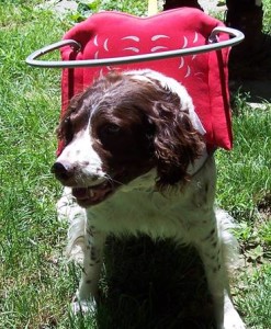 Sixx Blind Brittany Spaniel Halo