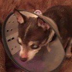 Star Blind Chihuahua Halo