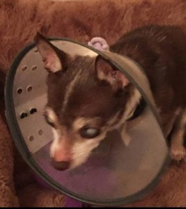 Star Blind Chihuahua Halo