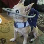 Bobo Blind Chihuahua Halo