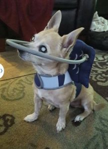 Bobo Blind Chihuahua Halo