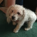 DJ Blind Bichon Halo