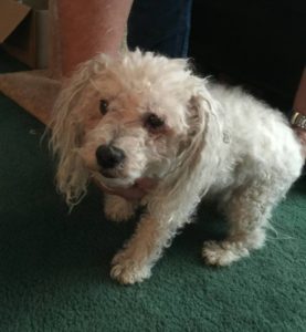 DJ Blind Bichon Halo