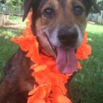 Gerry Blind Hound Mix Halo