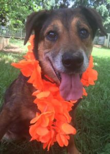 Gerry Blind Hound Mix Halo