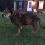 Gerry Blind Hound Mix Halo
