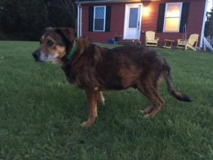 Gerry Blind Hound Mix Halo