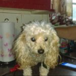 Gracie Blind Poodle Halo