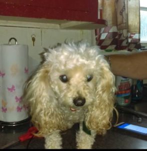 Gracie Blind Poodle Halo