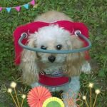 Gracie Blind Poodle Halo