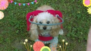 Gracie Blind Poodle Halo