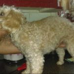 Gracie Blind Poodle Halo