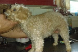 Gracie Blind Poodle Halo