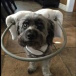 Jack Blind Terrier Halo