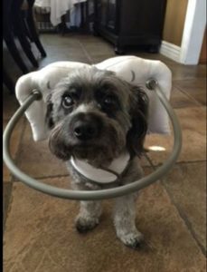 Jack Blind Terrier Halo