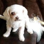 Madori Blind Shih Tzu Halo