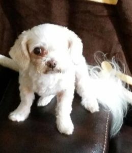 Madori Blind Shih Tzu Halo