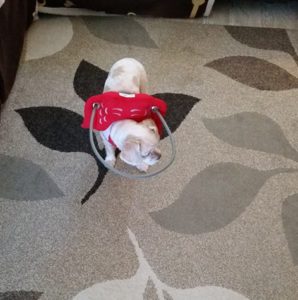 Modori Blind Shih Tzu Halo