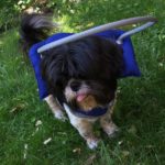 Rocky Blind Shih Tzu