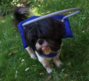 Rocky Blind Shih Tzu